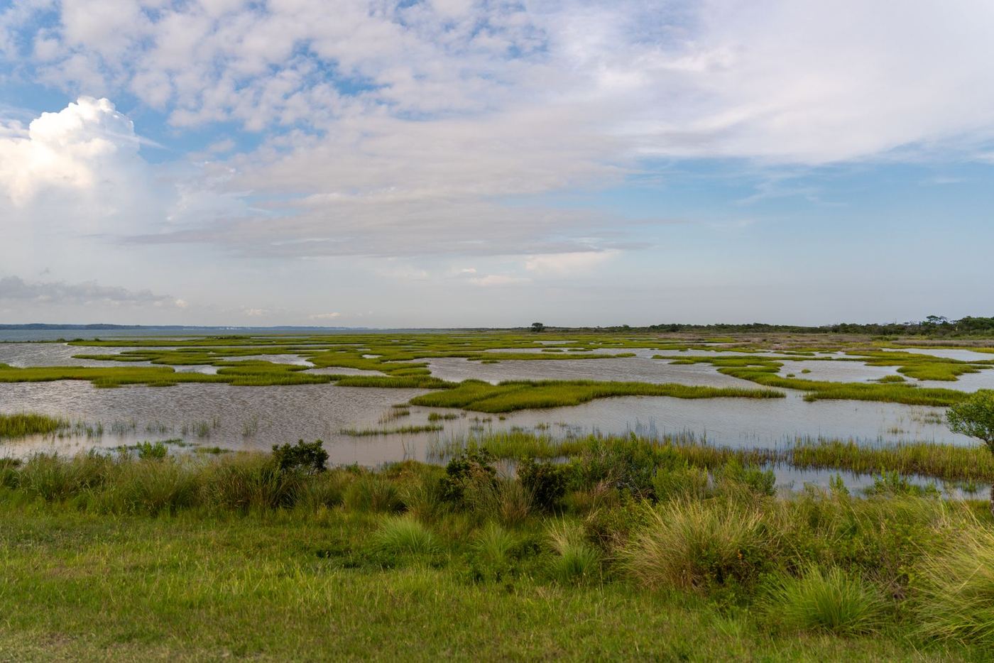 Coastal salt marsh on the Delmarva Peninsula