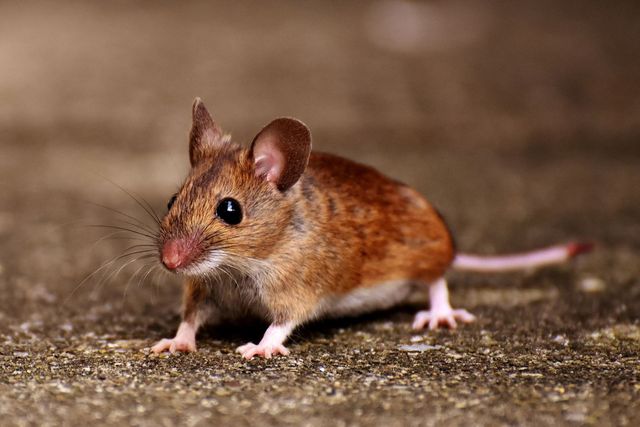 House mouse on a concrete floor