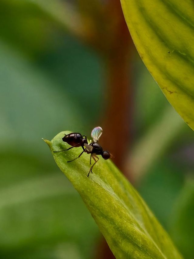 Winged ant on a green leaf